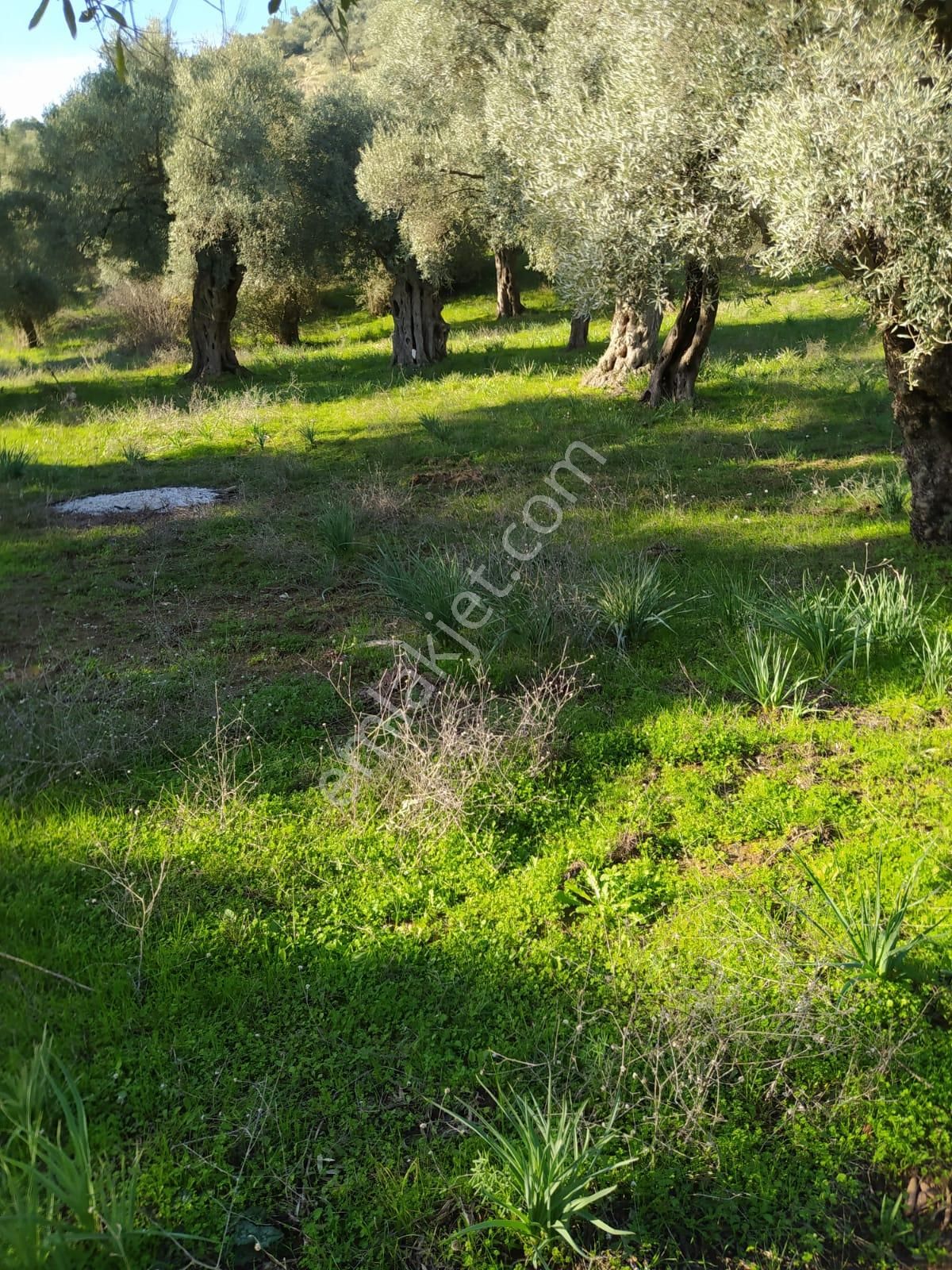 Muğla Milas Bafa Köyünde Satılık 3 Dönüm 222 Metrekare Zeytinlik