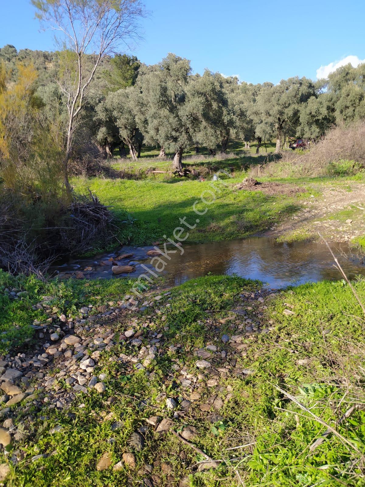 Muğla Milas Bafa Köyünde Satılık 3 Dönüm 222 Metrekare Zeytinlik - Görsel 7