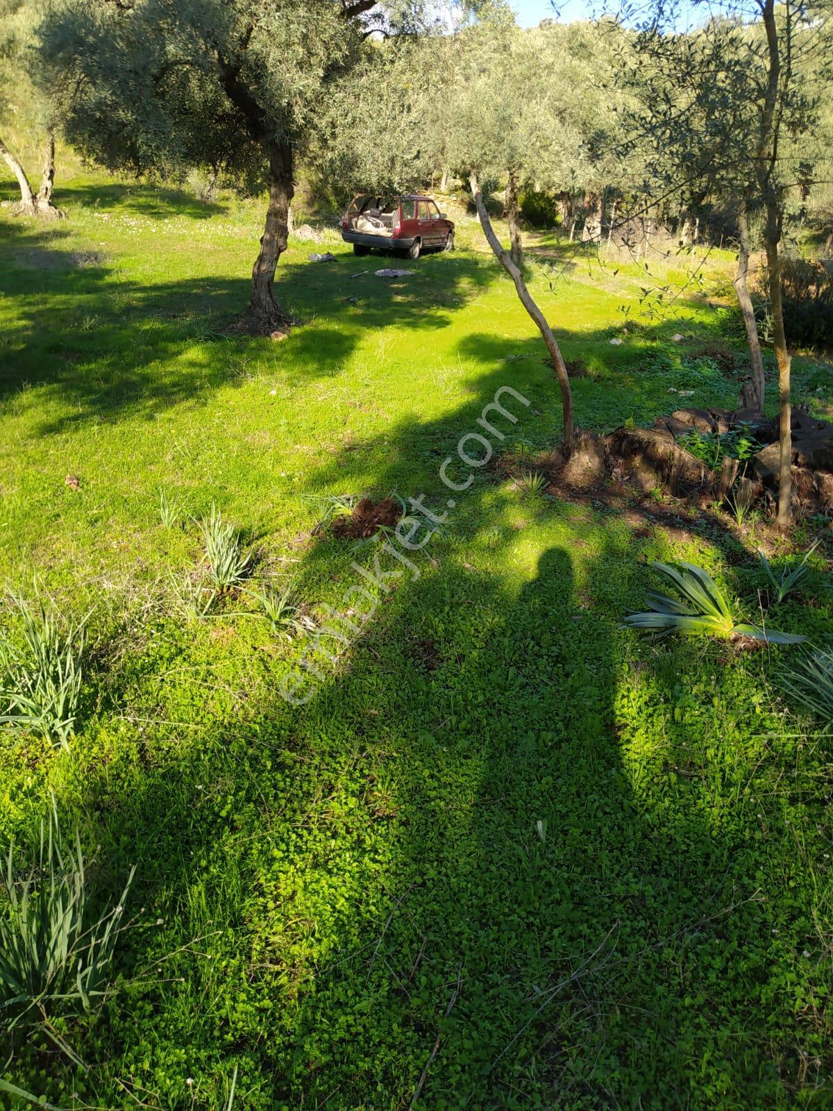 Muğla Milas Bafa Köyünde Satılık 3 Dönüm 222 Metrekare Zeytinlik - Görsel 2