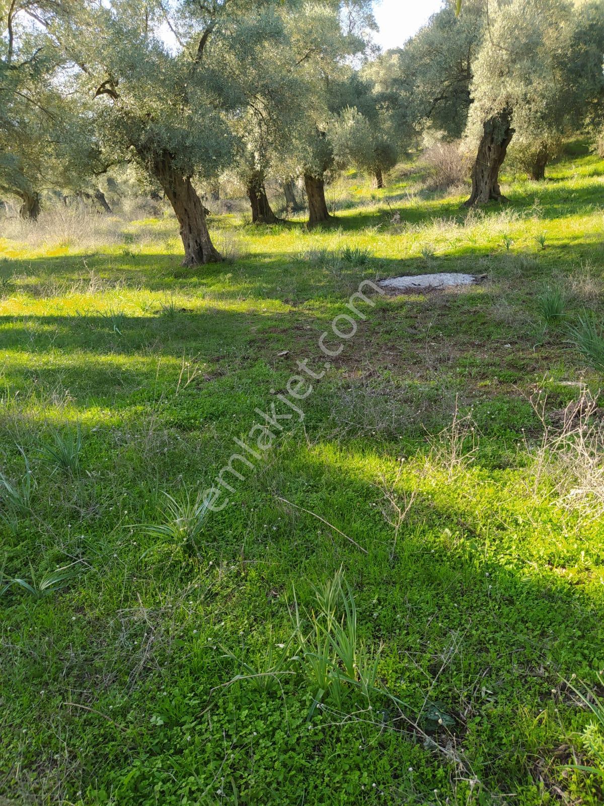 Muğla Milas Bafa Köyünde Satılık 3 Dönüm 222 Metrekare Zeytinlik - Görsel 5