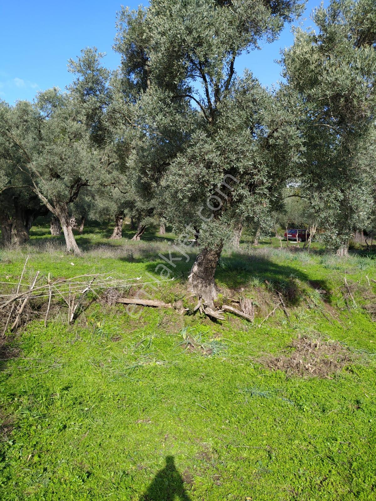 Muğla Milas Bafa Köyünde Satılık 3 Dönüm 222 Metrekare Zeytinlik - Görsel 10