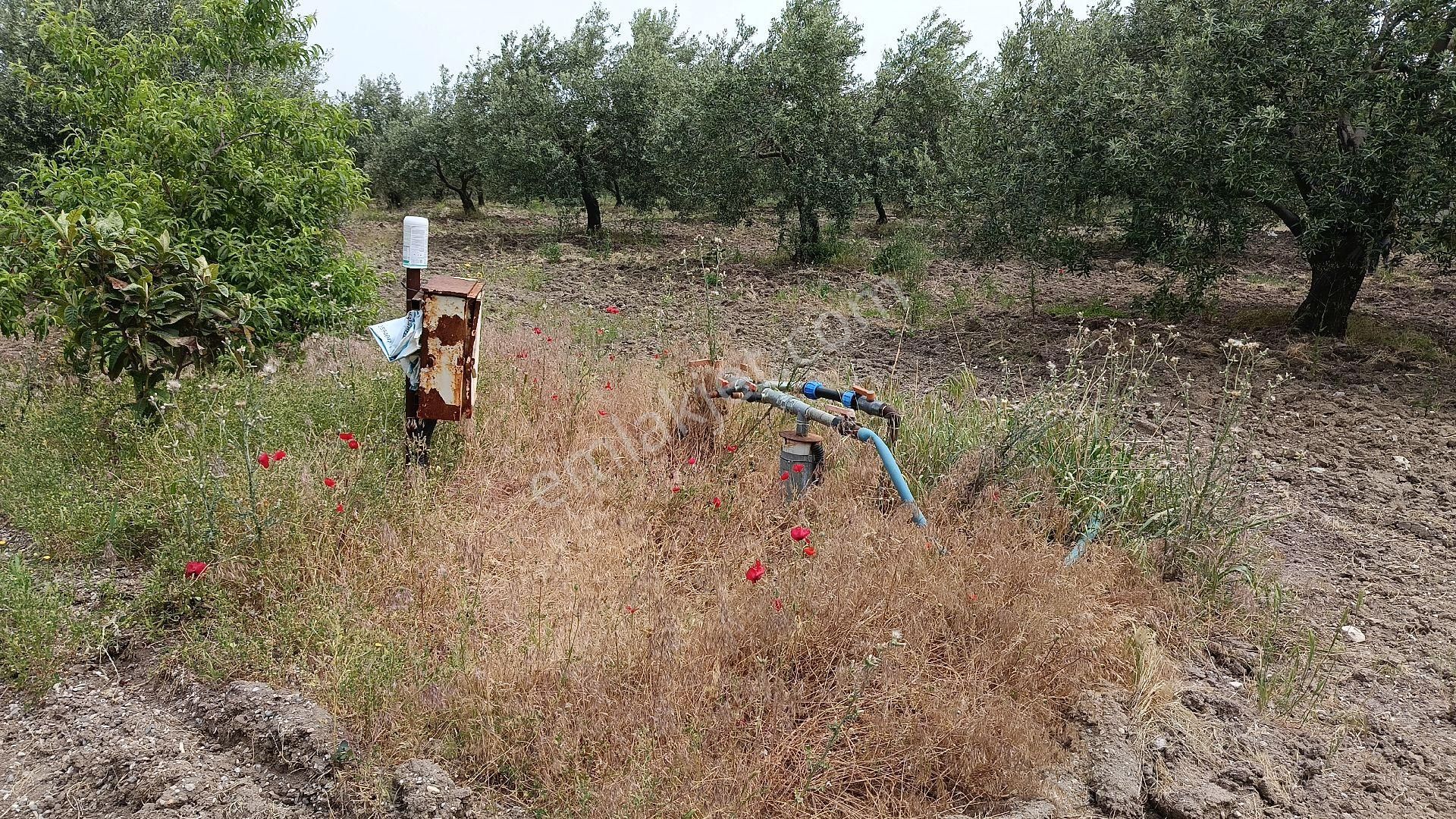 Yasin Emlak Tan Manisa Akhisar Zeytinliovada 11200 M2 Zeytinlik