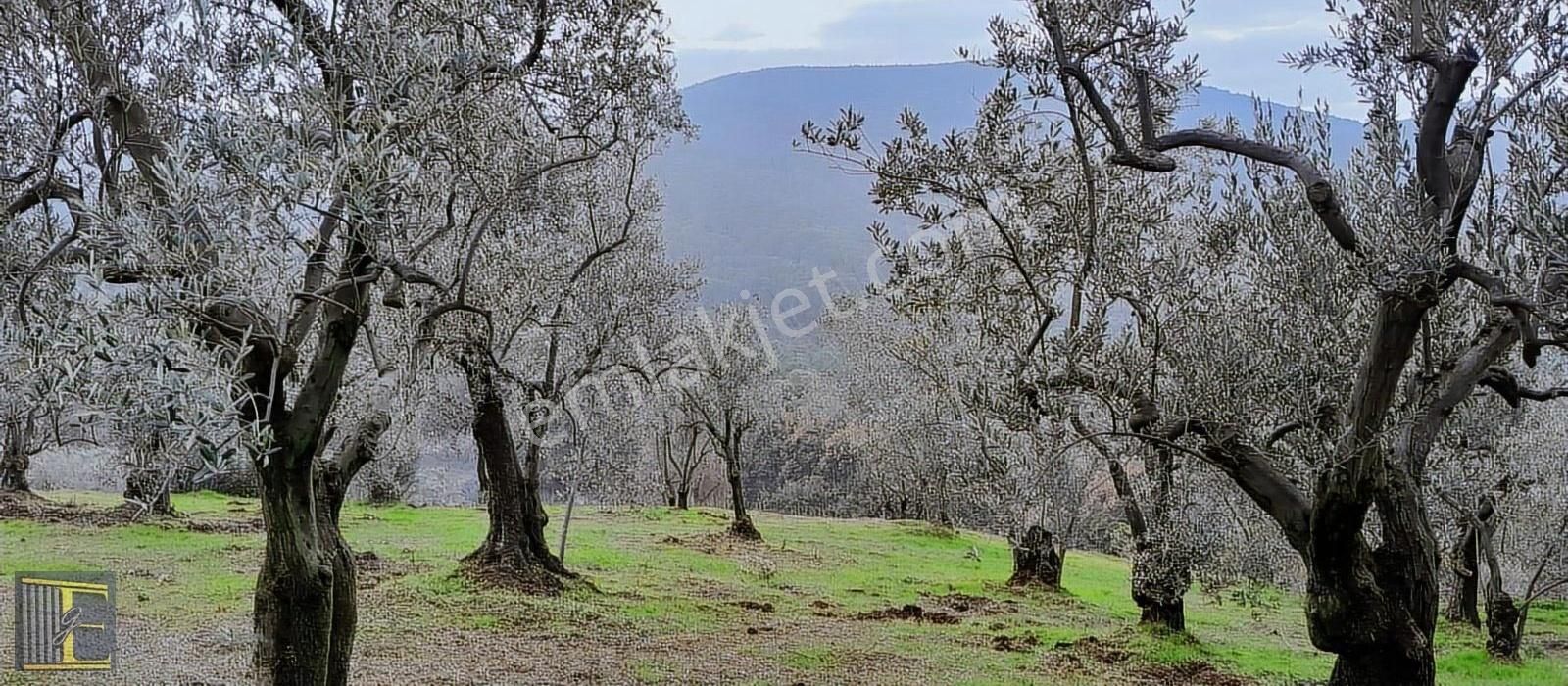Mudanya Talatbey De Satılık Manzaralı Zeytinlik