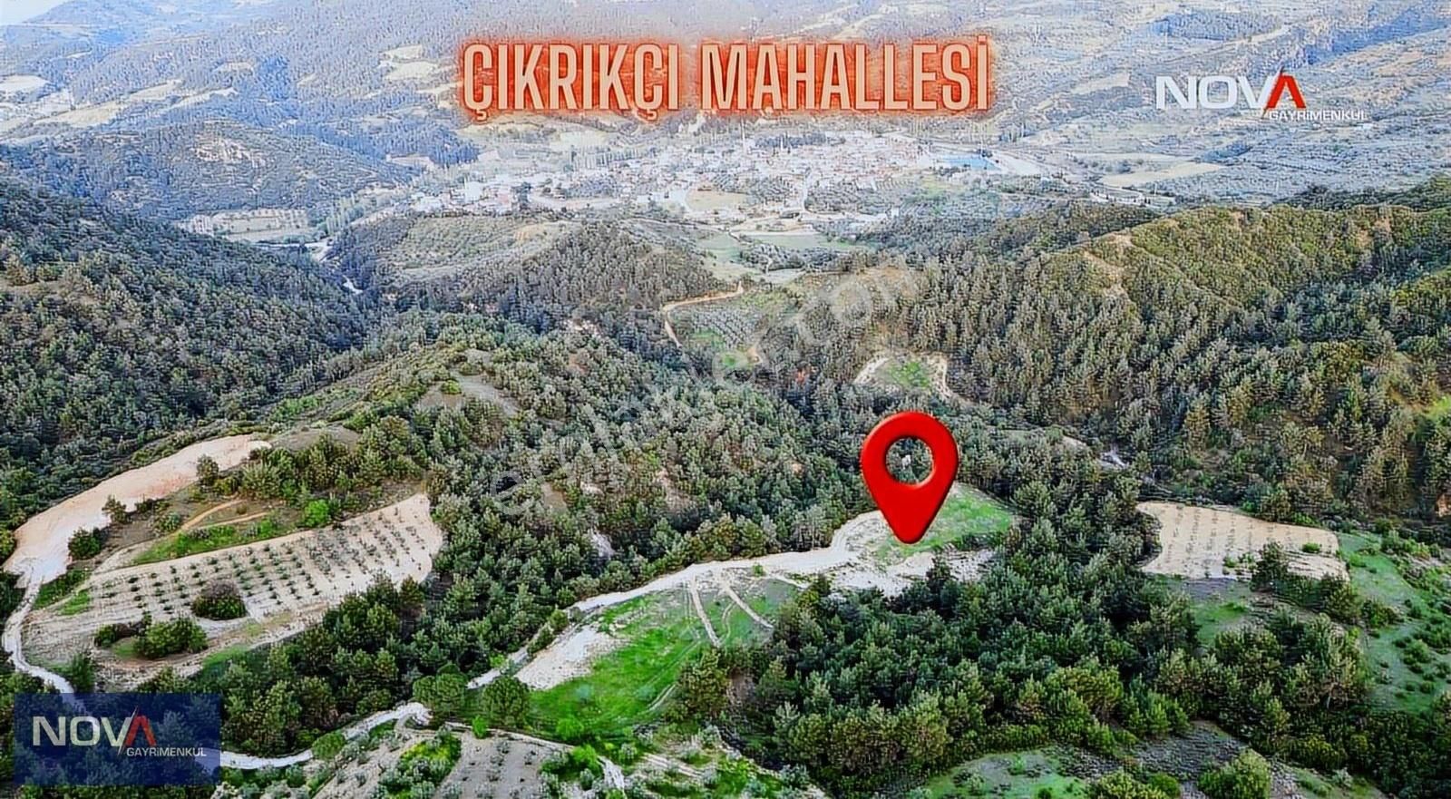Nova'dan Çıkrıkçı Mahallesi'nde Acil Satılık 6.451 M2 Zeytinlik