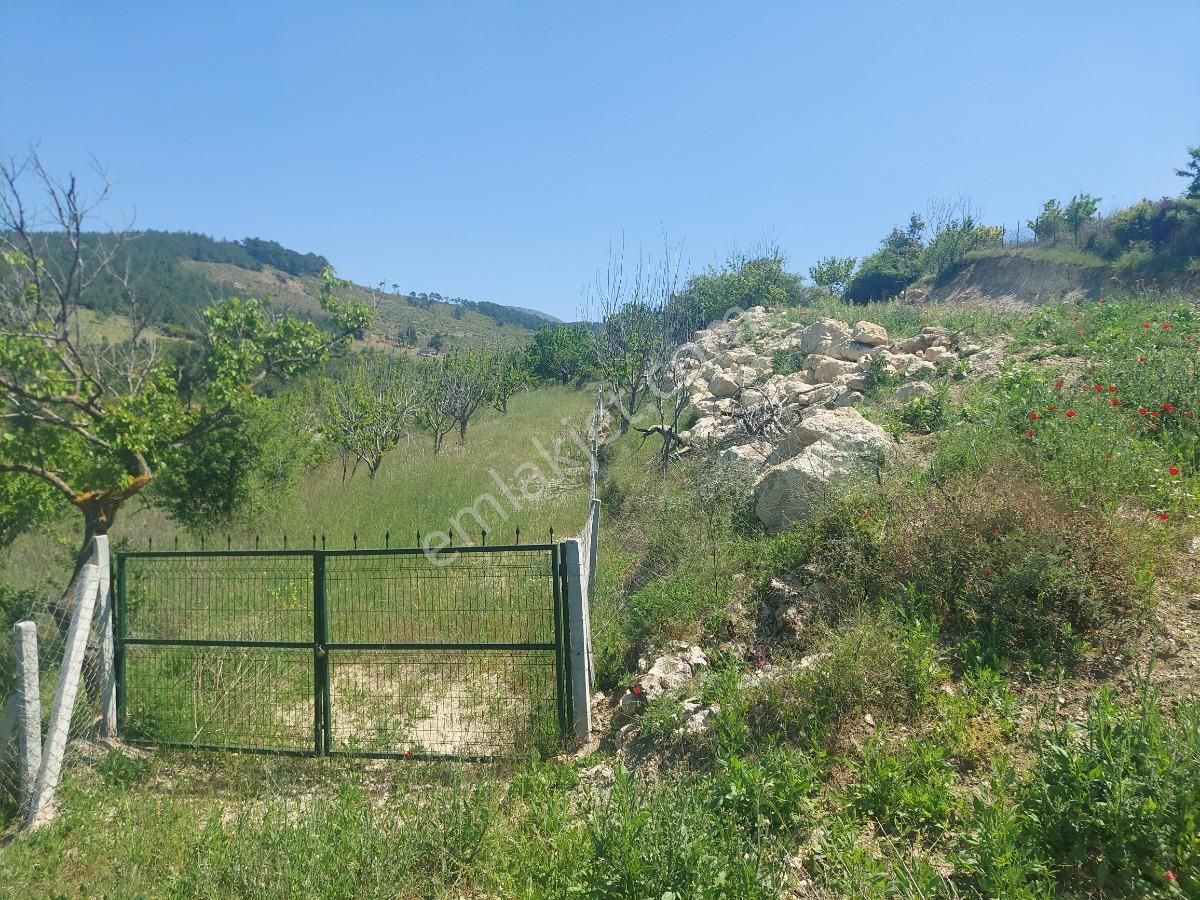 Turyap Bornovadan Damlacıkta Satılık 1000 M2 Tarla