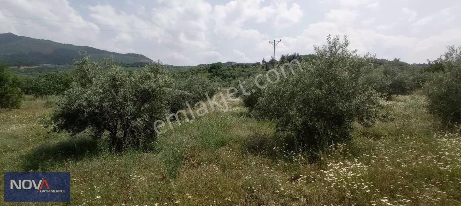 Nova'dan Çıkrıkcıda Köye Çok Yakın Zeytinlik