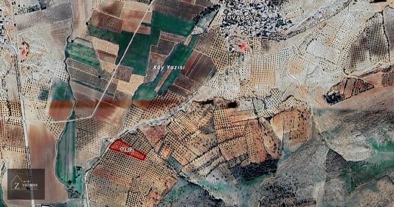 Z Yatırım'dan Satılık 100 Yıllık Zeytin Ağaçları Asfalt Üzeri - Görsel 3