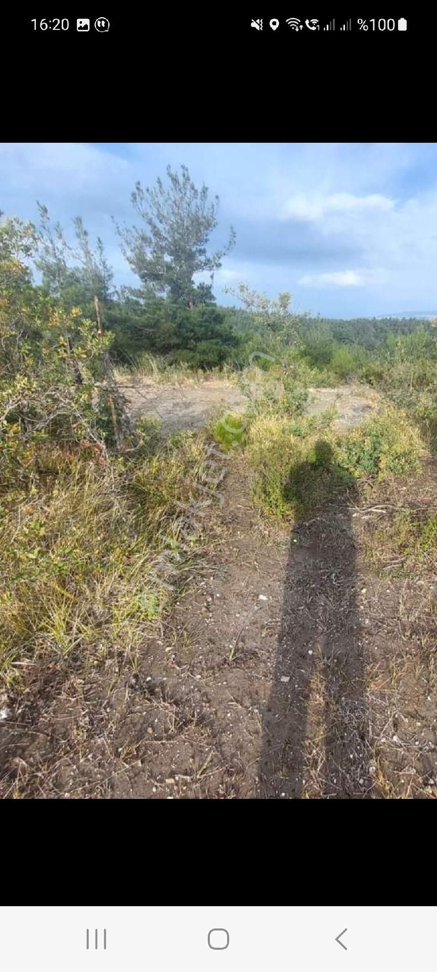 Çanakkale Yenice Kızıldam Köyünde Tam Yatırımlık Acill Satılık Tarla