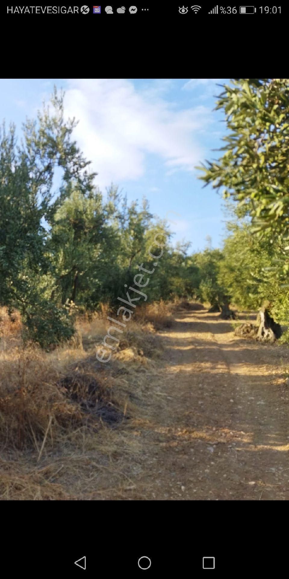 Bursa Osmangazi Ismetıyede Satilik Zeytın Bahcesı - Görsel 8