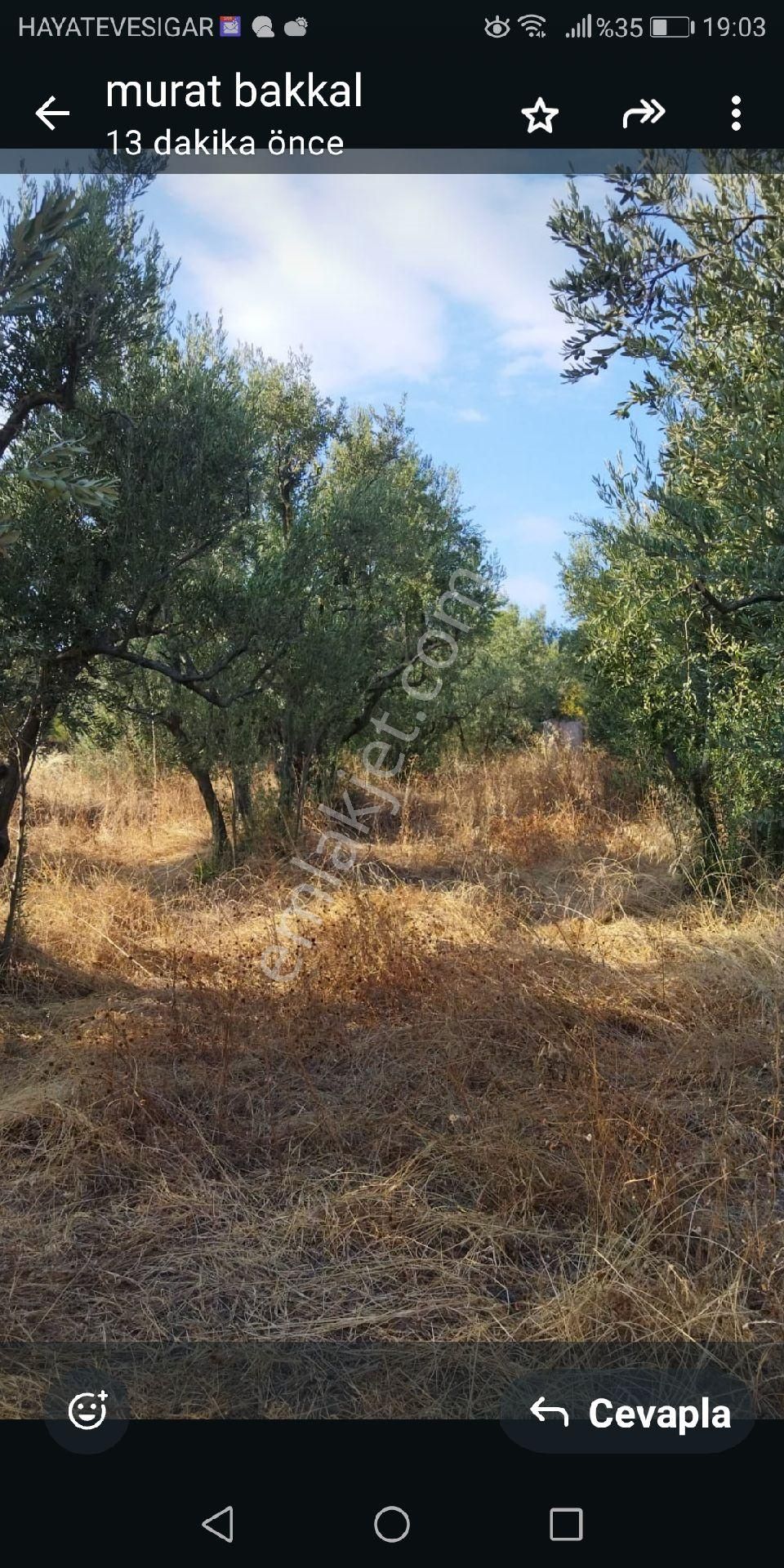 Bursa Osmangazi Ismetıyede Satilik Zeytın Bahcesı - Görsel 6