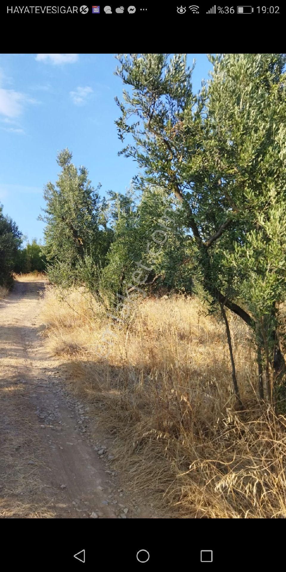 Bursa Osmangazi Ismetıyede Satilik Zeytın Bahcesı - Görsel 4