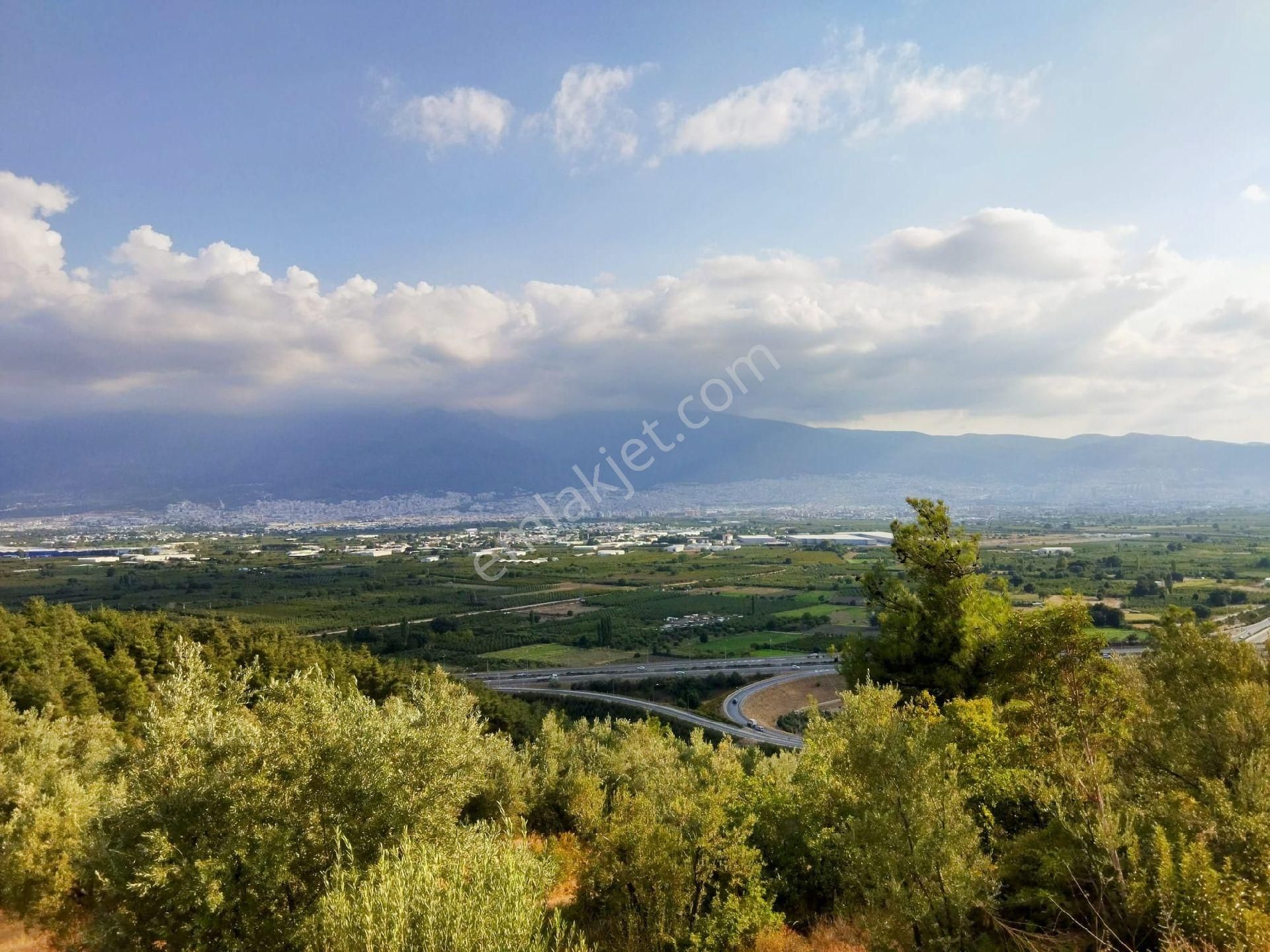 Bursa Osmangazi Ismetıyede Satilik Zeytın Bahcesı - Görsel 2