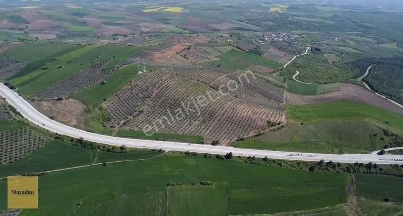 Mayadan Gyo'dan Gönen Havutça'da 19 Dönüm Satılık Zeytinlik