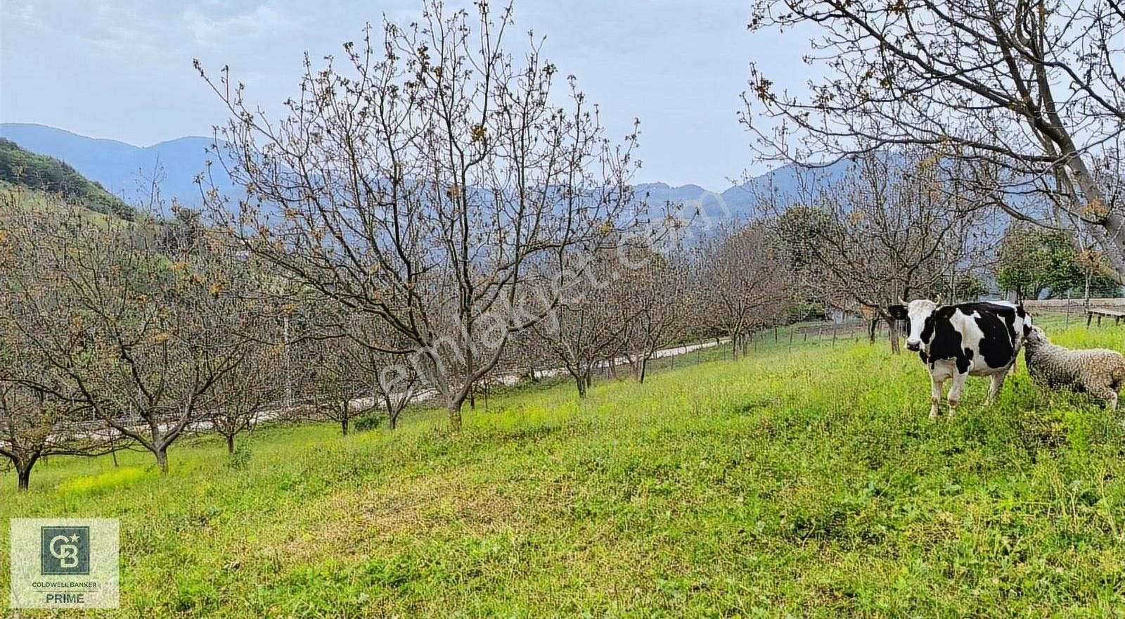 Başiskele Yuvacık Serindere'de Deniz Manzaralı Konut İçin Uygun