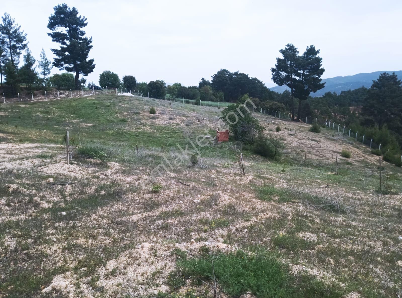 Denizli Acıpayam Kelekçi Güney'de Satılık Ceviz Zeytin Bahçesi