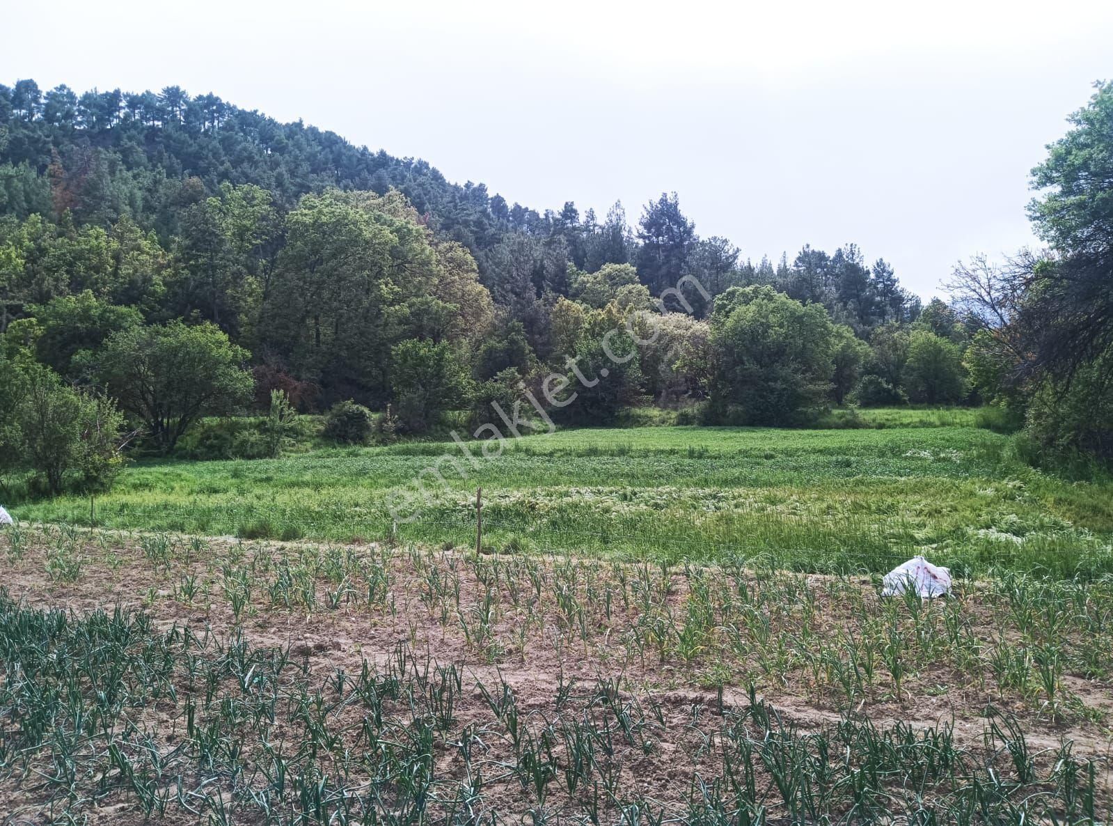 Denizli Acıpayam Kelekçi İmar İçinden Satılık Tarla