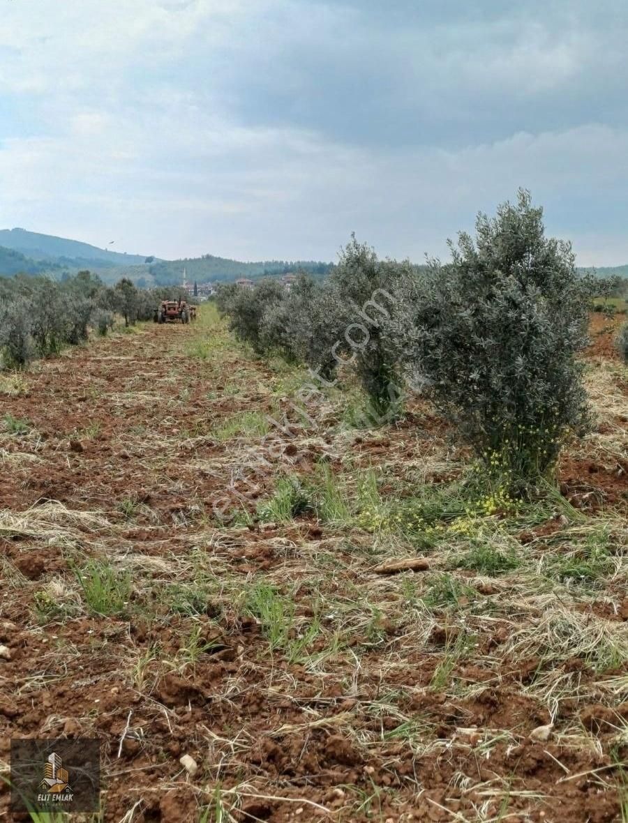 Elit Emlak'tan Kavakalan Mahallesi'nde Satılık Zeytinlik