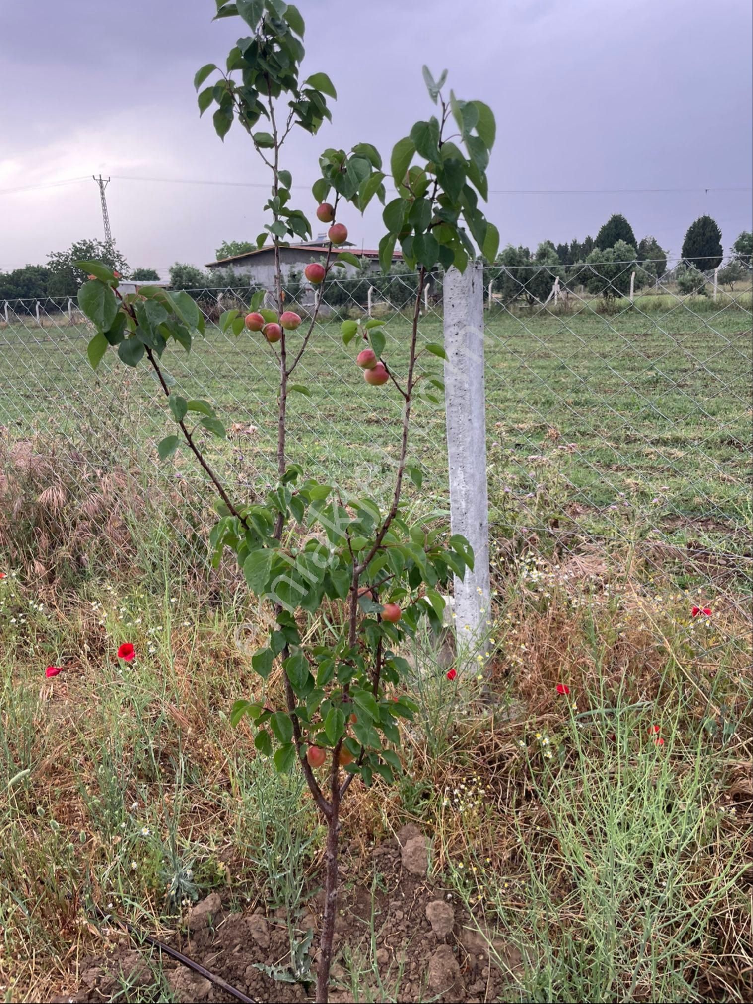 Sahibinden Satılık Tek Tapu Tarla