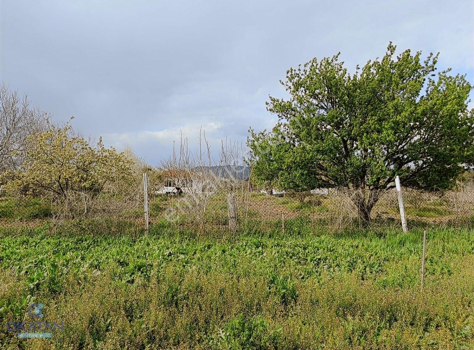 Satılık Zeytinli Arazi Kırkağaç Şair Eşref Mahallesi