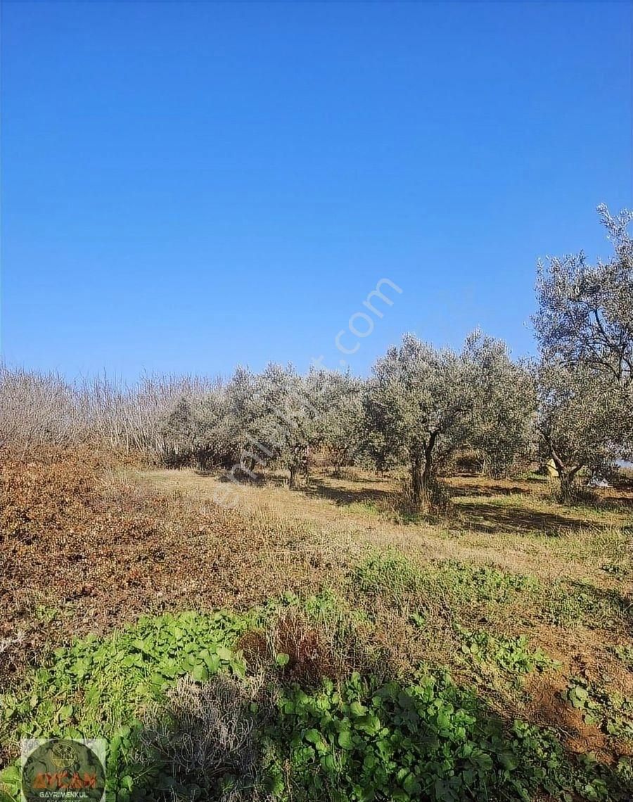 Aycan Gayrimenkulden Bandırma Akçapınarda Satılık 426m2 Bağ