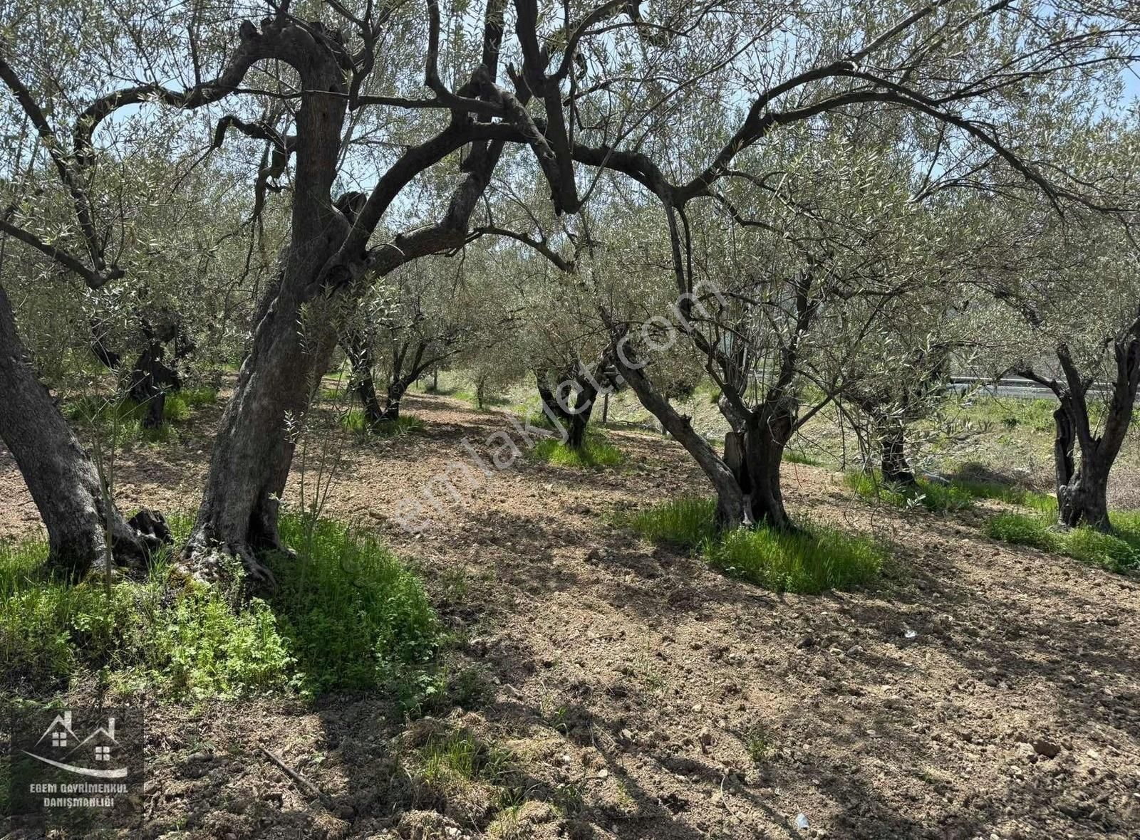 Öveçli'de 2363,42 M2 Satılık Zeytinlik