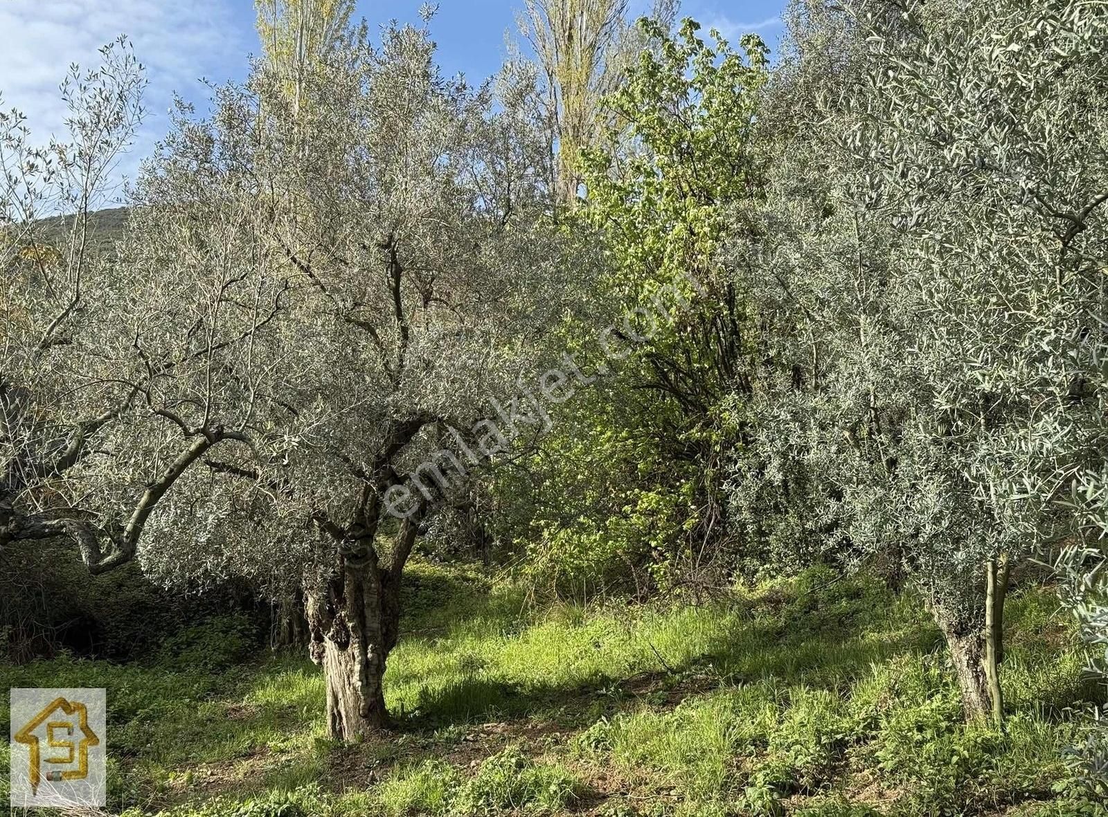 Soylu'dan Gedelek Küyünde 750m2 Asfalta Cephe Zeytinlik
