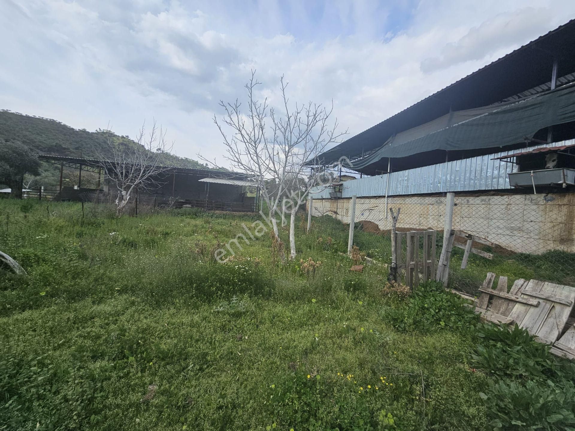 Aydın Köşk Kızılcayer Mevkiide Satılık Ev Arsa Ve Besihane