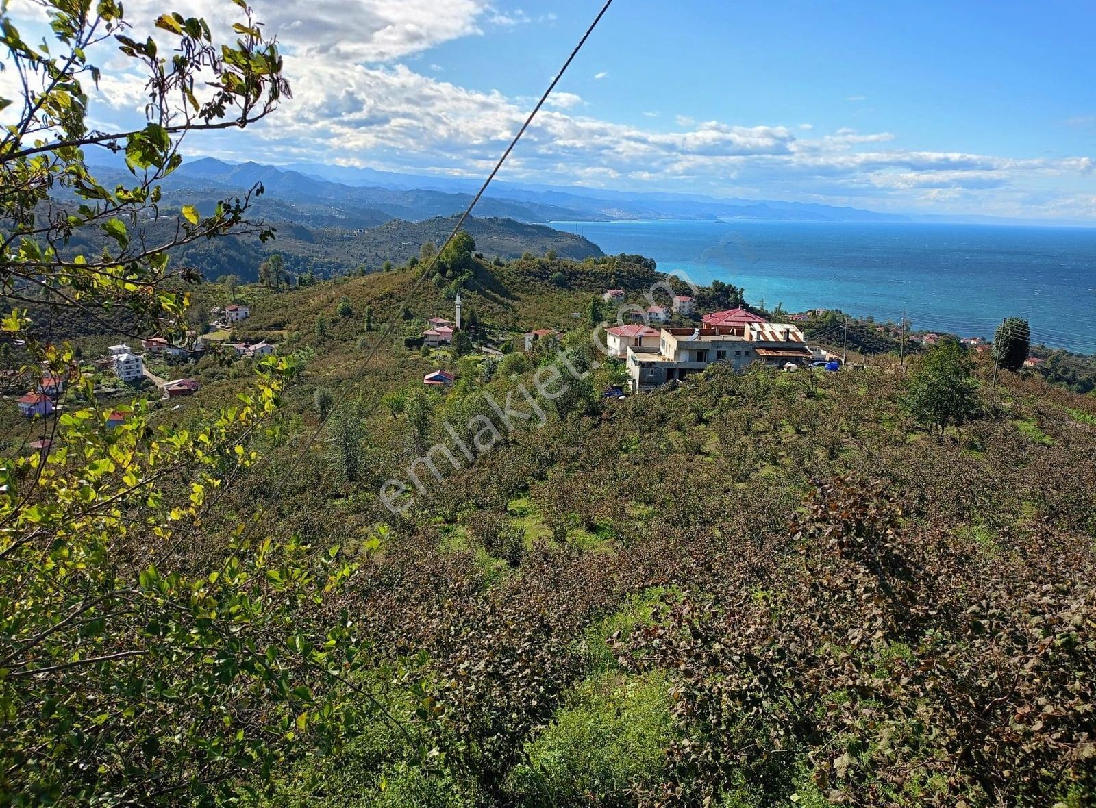 İnanç Primedan Keşap Düzköyde 3,5 Dönüm Satılık Fındık Bahçesi - Görsel 3