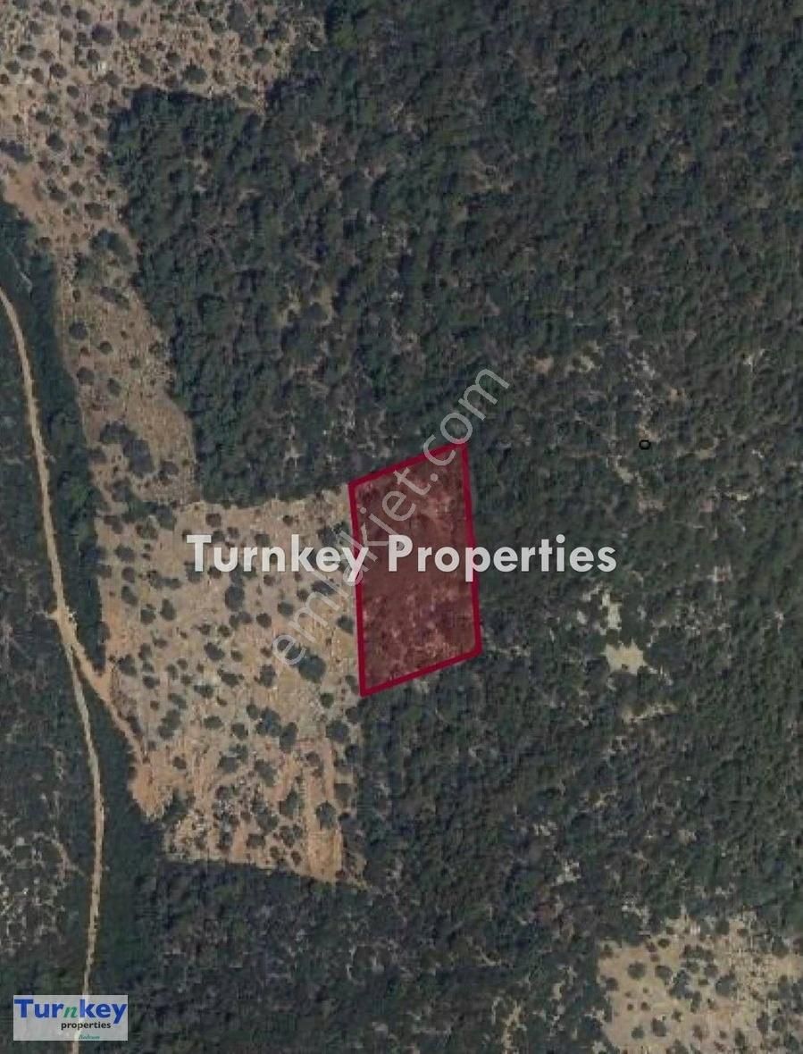 Bodrum Kızılağaçta Satılık Yatırıma Uygun 5754 M² Zeytinlik Ars