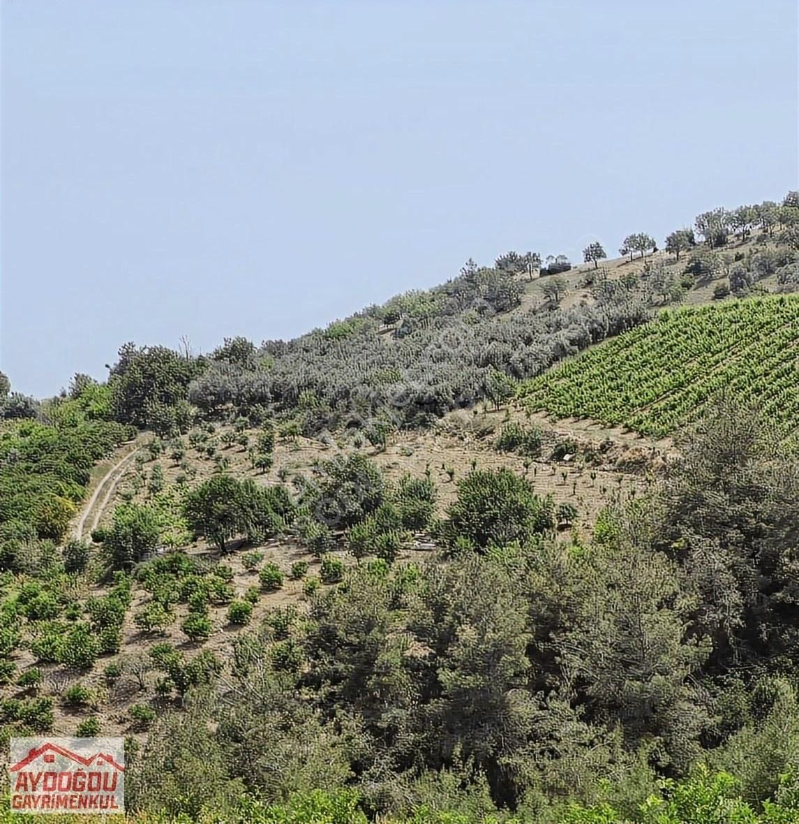 Aydoğdu Gayrimenkulden Camilide Satılık Zeytin Bahçesi