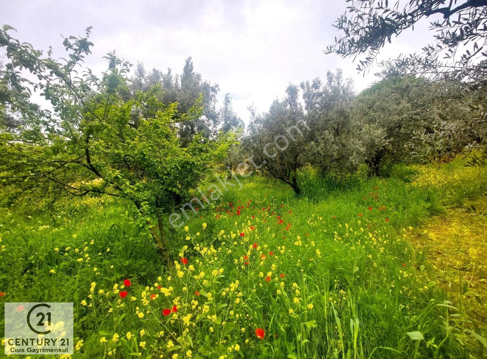 C21 Cius; Katırlı Köy İmarlı Kadastro Yola Cephe Zeytinlik 574m2