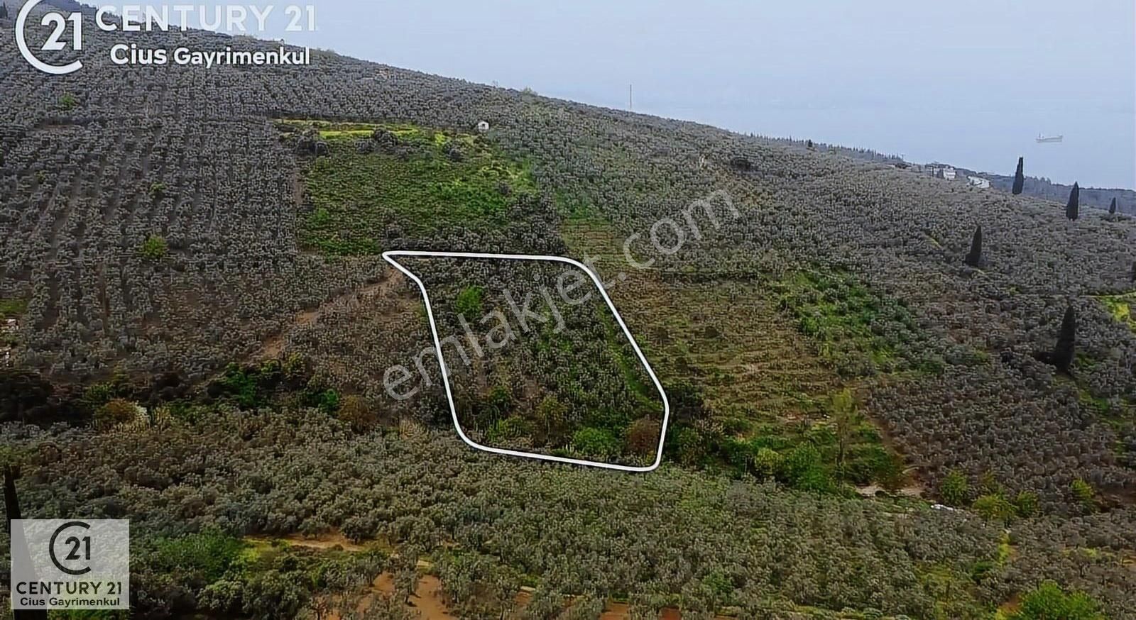C21 Cius ; Küçük Kumla Mahallesinde 929 M2 Satılık Zeytinlik - Görsel 12