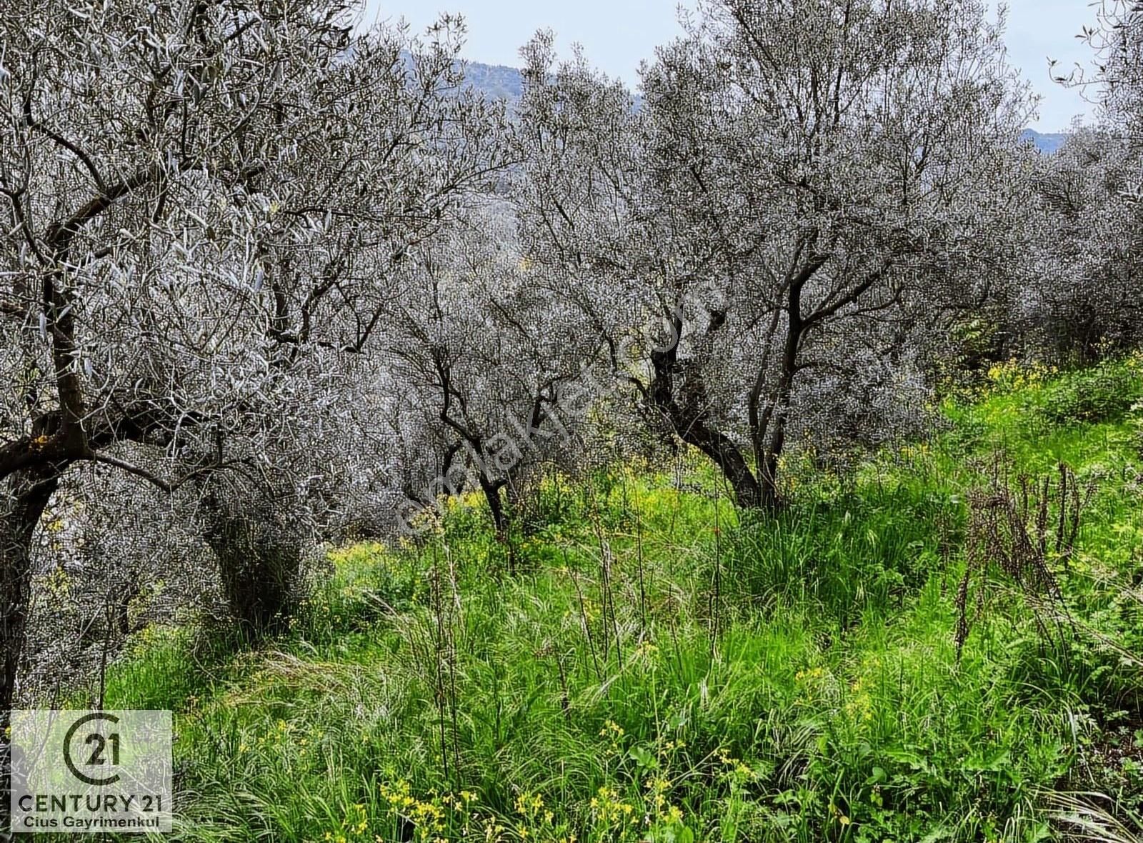 C21 Cius ; Küçük Kumla Mahallesinde 929 M2 Satılık Zeytinlik - Görsel 21
