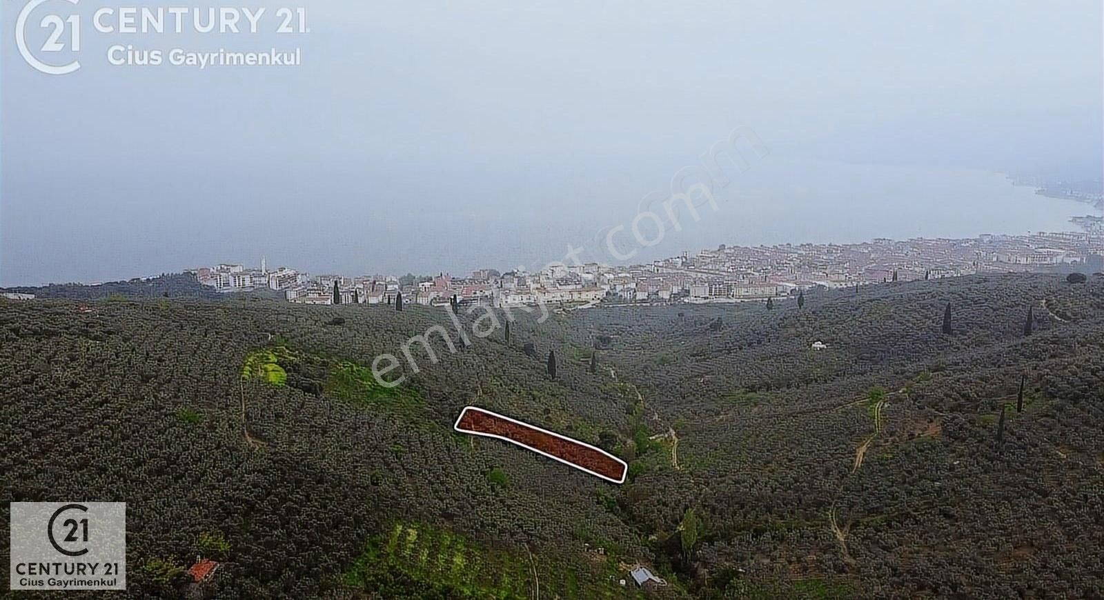 C21 Cius ; Küçük Kumla Mahallesinde 929 M2 Satılık Zeytinlik - Görsel 8