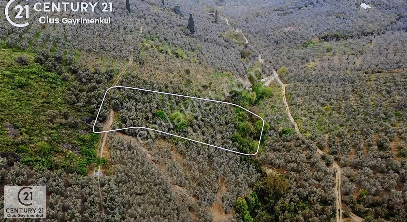 C21 Cius ; Küçük Kumla Mahallesinde 929 M2 Satılık Zeytinlik - Görsel 14