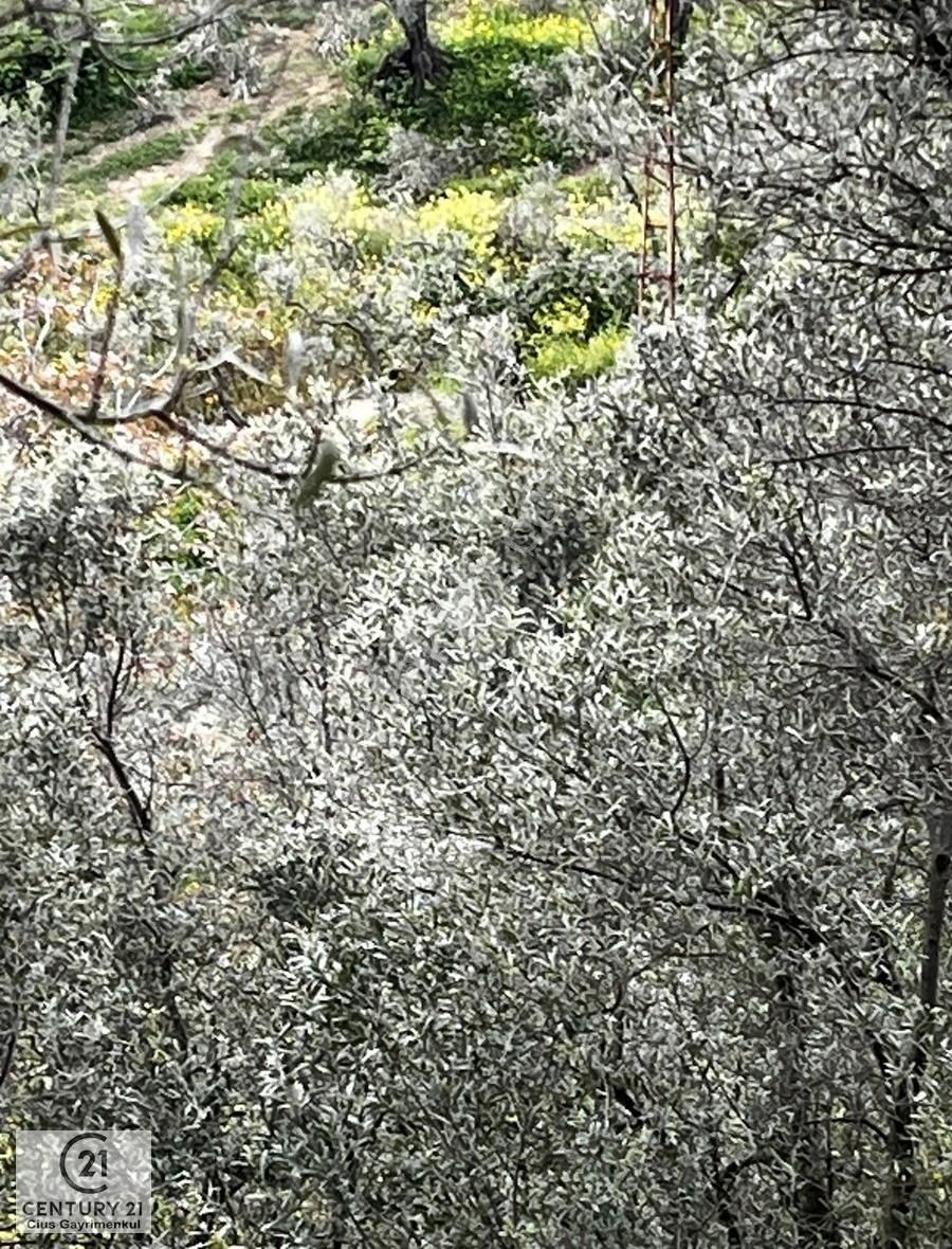 C21 Cius ; Küçük Kumla Mahallesinde 929 M2 Satılık Zeytinlik - Görsel 16