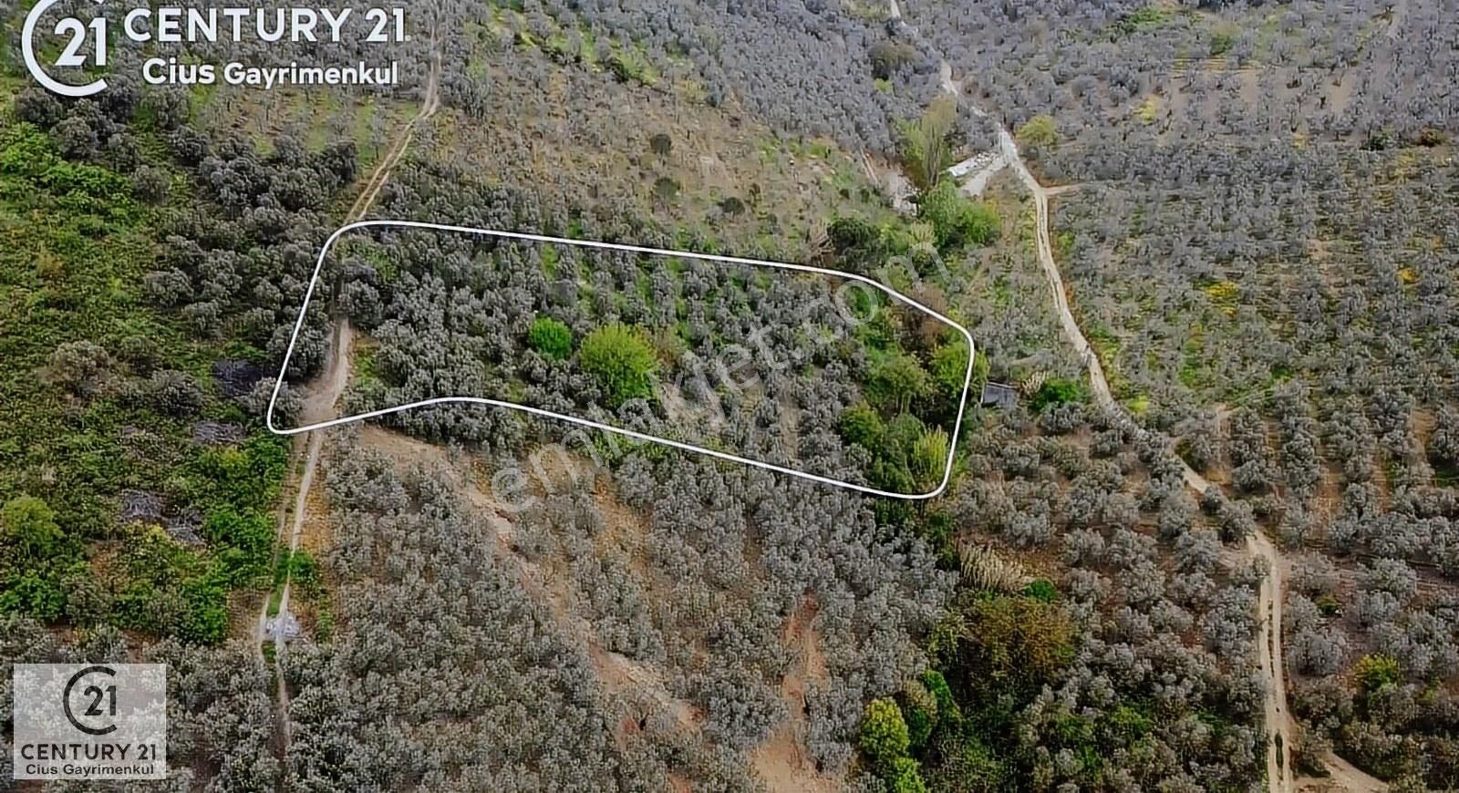 C21 Cius ; Küçük Kumla Mahallesinde 929 M2 Satılık Zeytinlik - Görsel 17