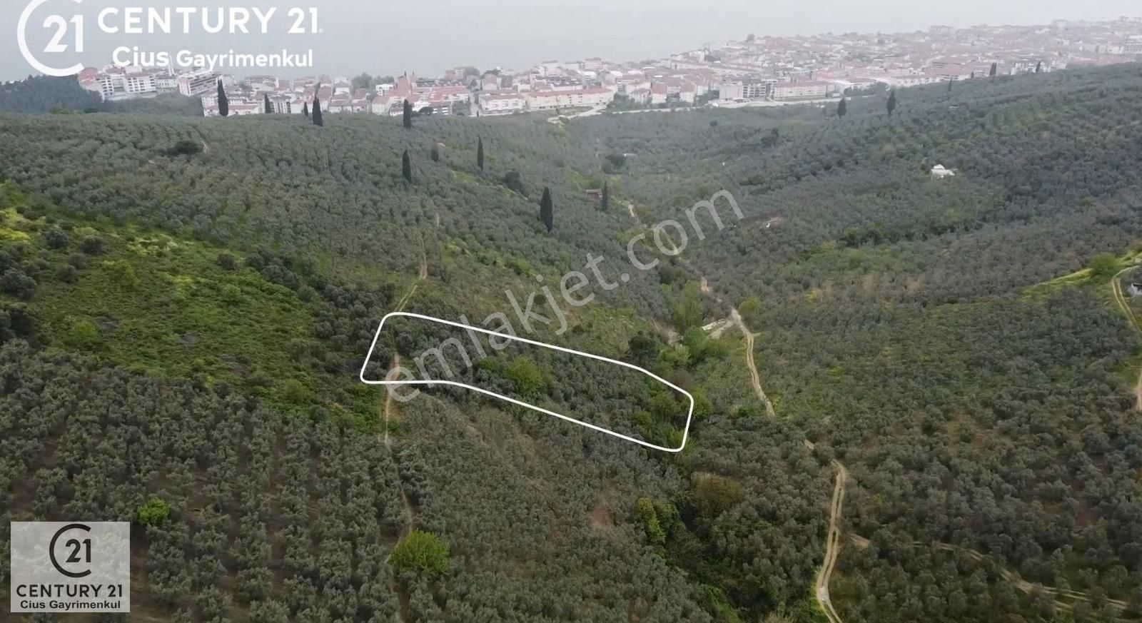 C21 Cius ; Küçük Kumla Mahallesinde 929 M2 Satılık Zeytinlik - Görsel 20