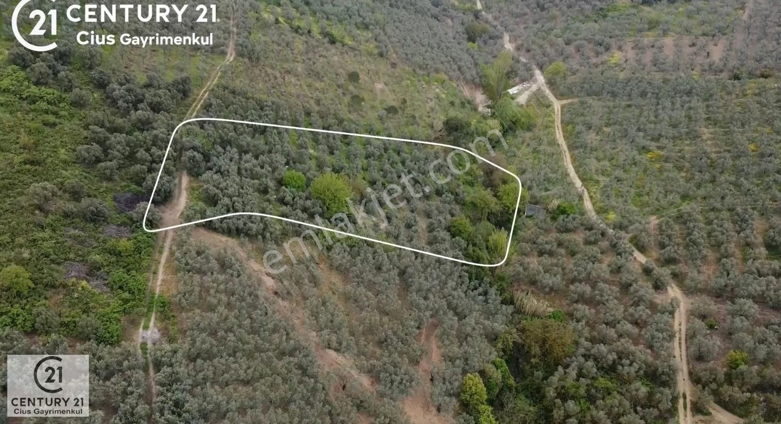 C21 Cius ; Küçük Kumla Mahallesinde 929 M2 Satılık Zeytinlik - Görsel 5
