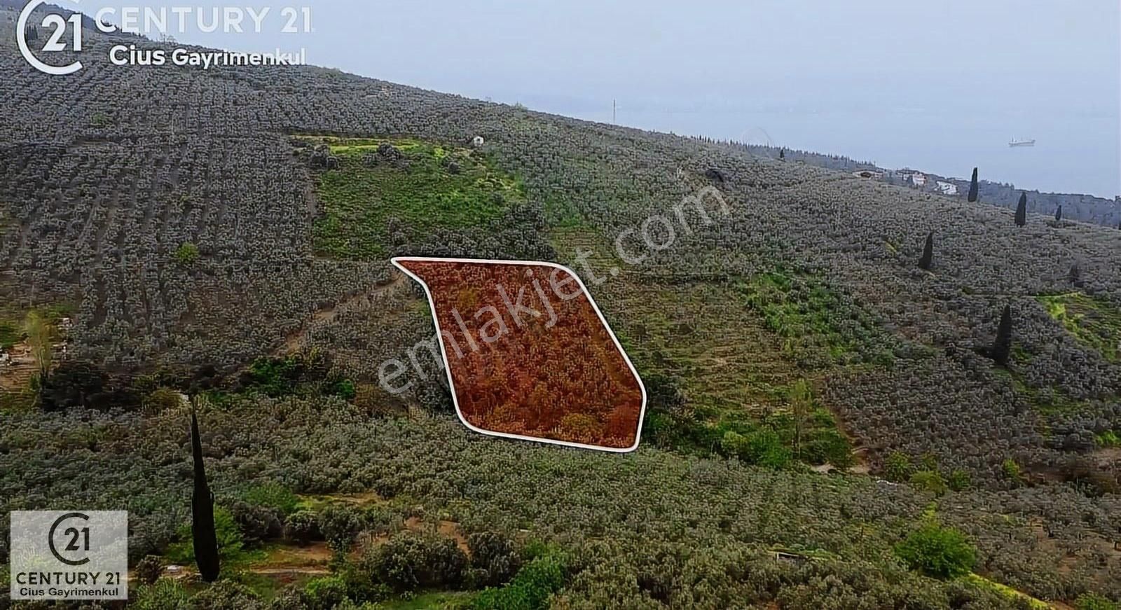 C21 Cius ; Küçük Kumla Mahallesinde 929 M2 Satılık Zeytinlik - Görsel 4