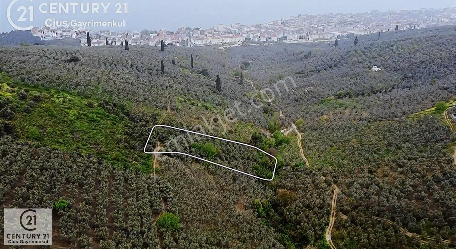 C21 Cius ; Küçük Kumla Mahallesinde 929 M2 Satılık Zeytinlik - Görsel 2