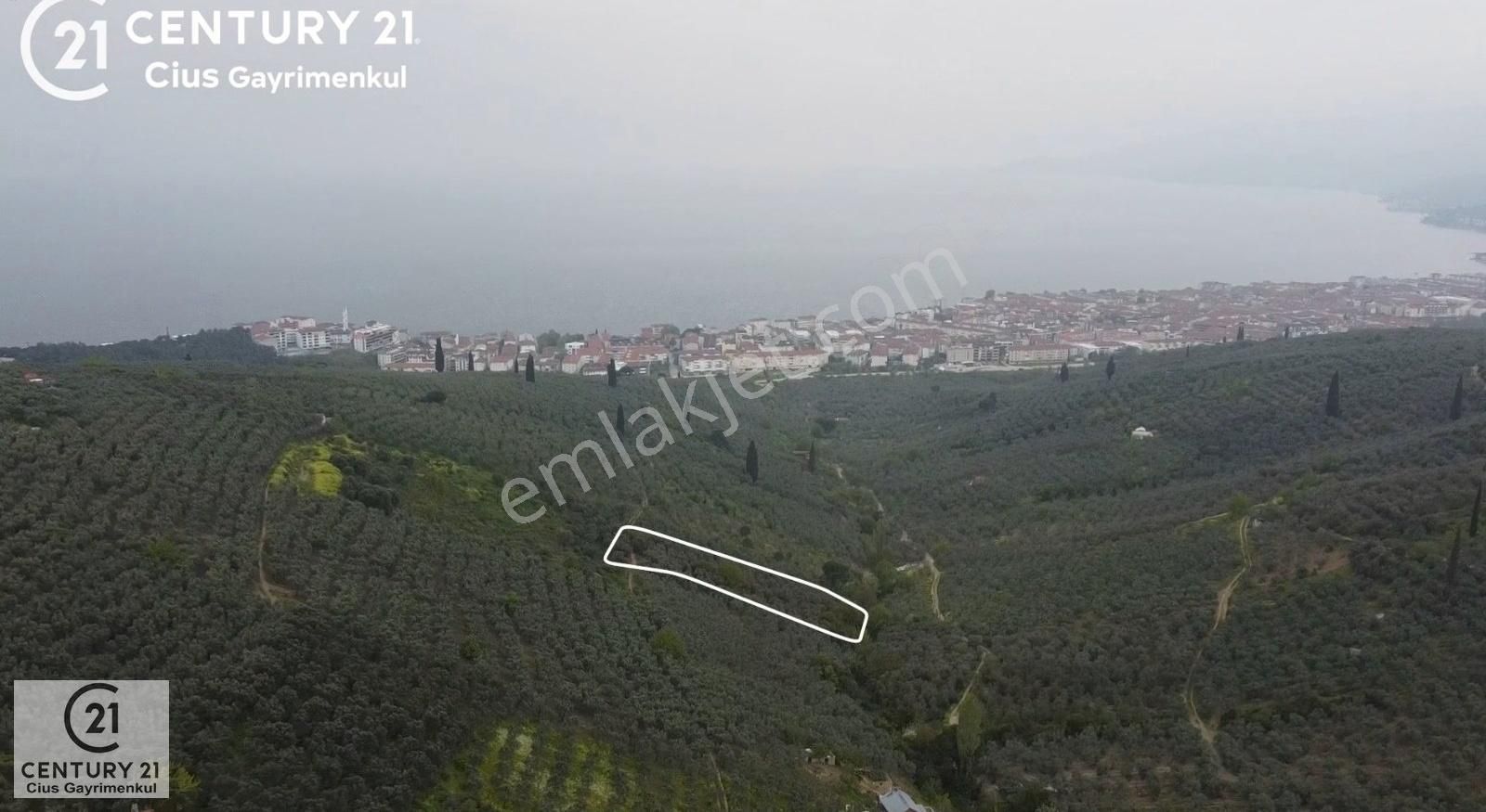 C21 Cius ; Küçük Kumla Mahallesinde 929 M2 Satılık Zeytinlik - Görsel 10