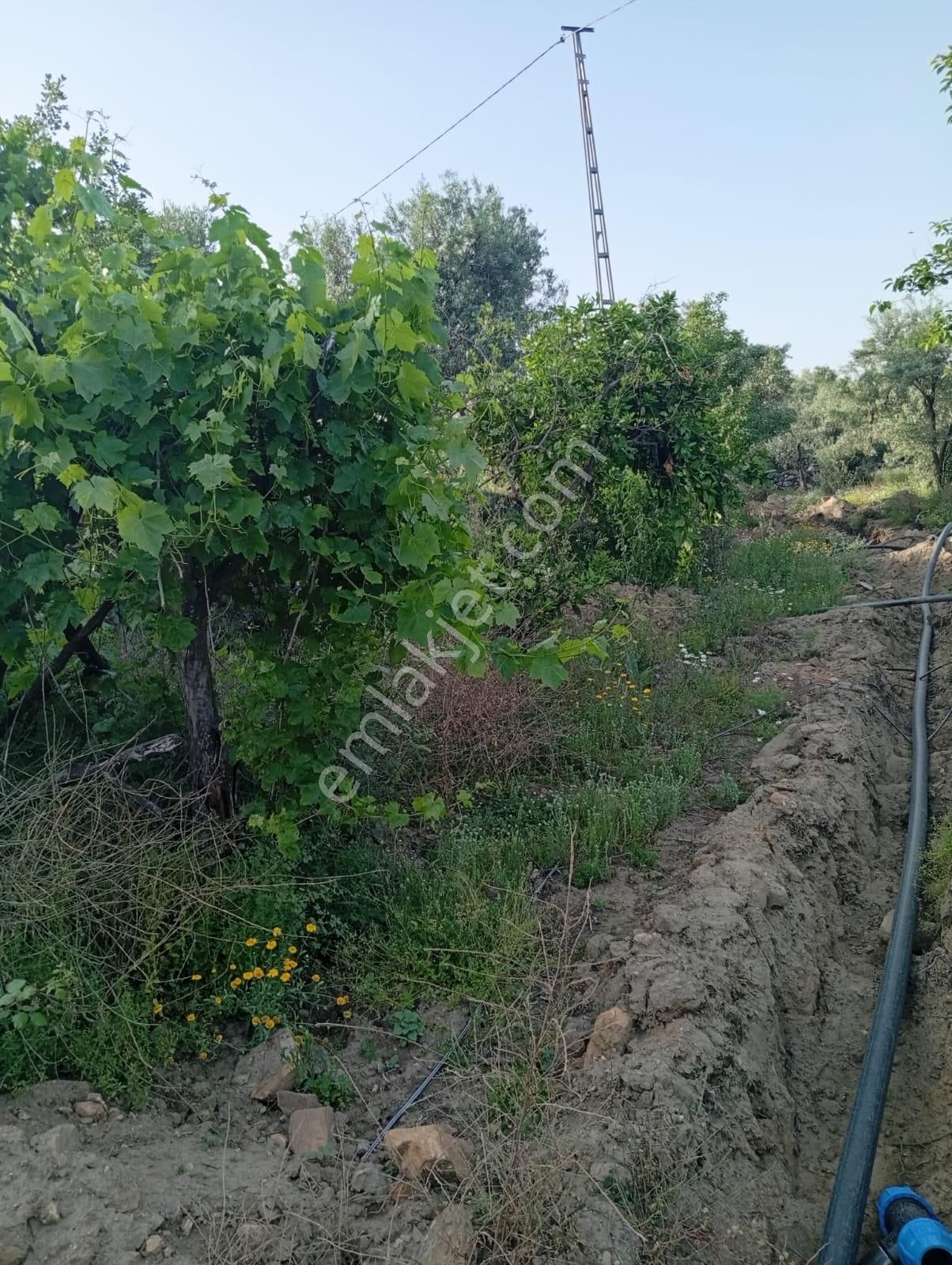 Karacasu Yenice Anayola Yakın Zeytinlik 23.195 M2 - Görsel 12