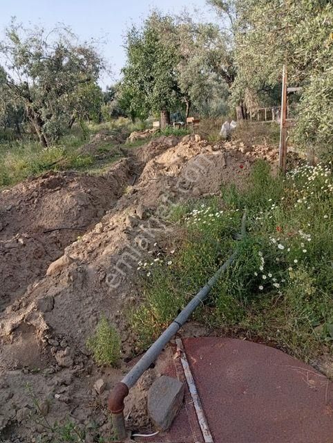 Karacasu Yenice Anayola Yakın Zeytinlik 23.195 M2 - Görsel 7