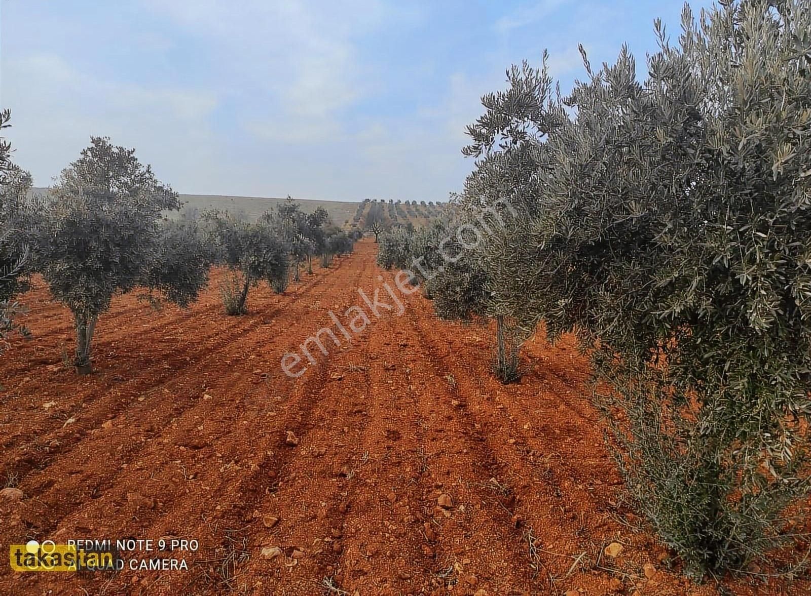 Suboğazı Ful Mahsüllü Zeytin Resmi Yola Cepheli Manzaralı Fırsat