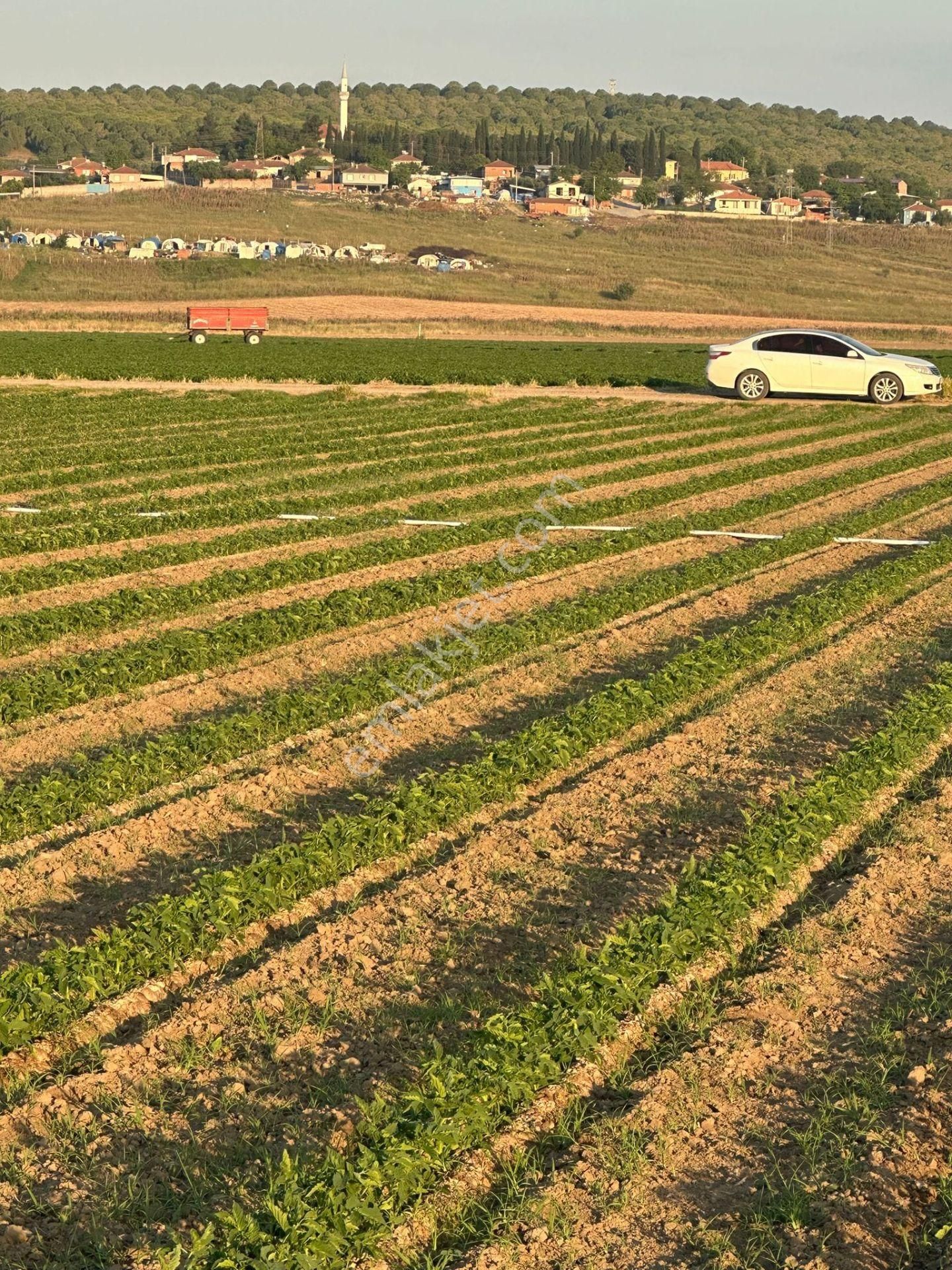 Bursa Kılıç Tan Karacabey Gönü Köyünde Satılık 3108 M2 Tarla