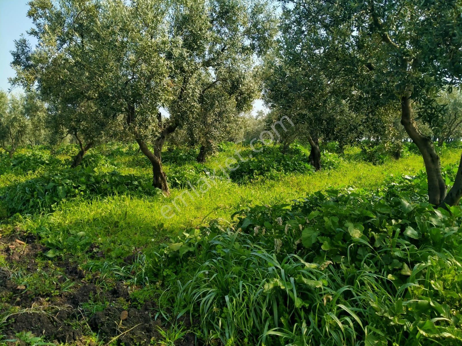 Bursa Nilüfer Başköy De İmar Sınırında Satılık Tarla