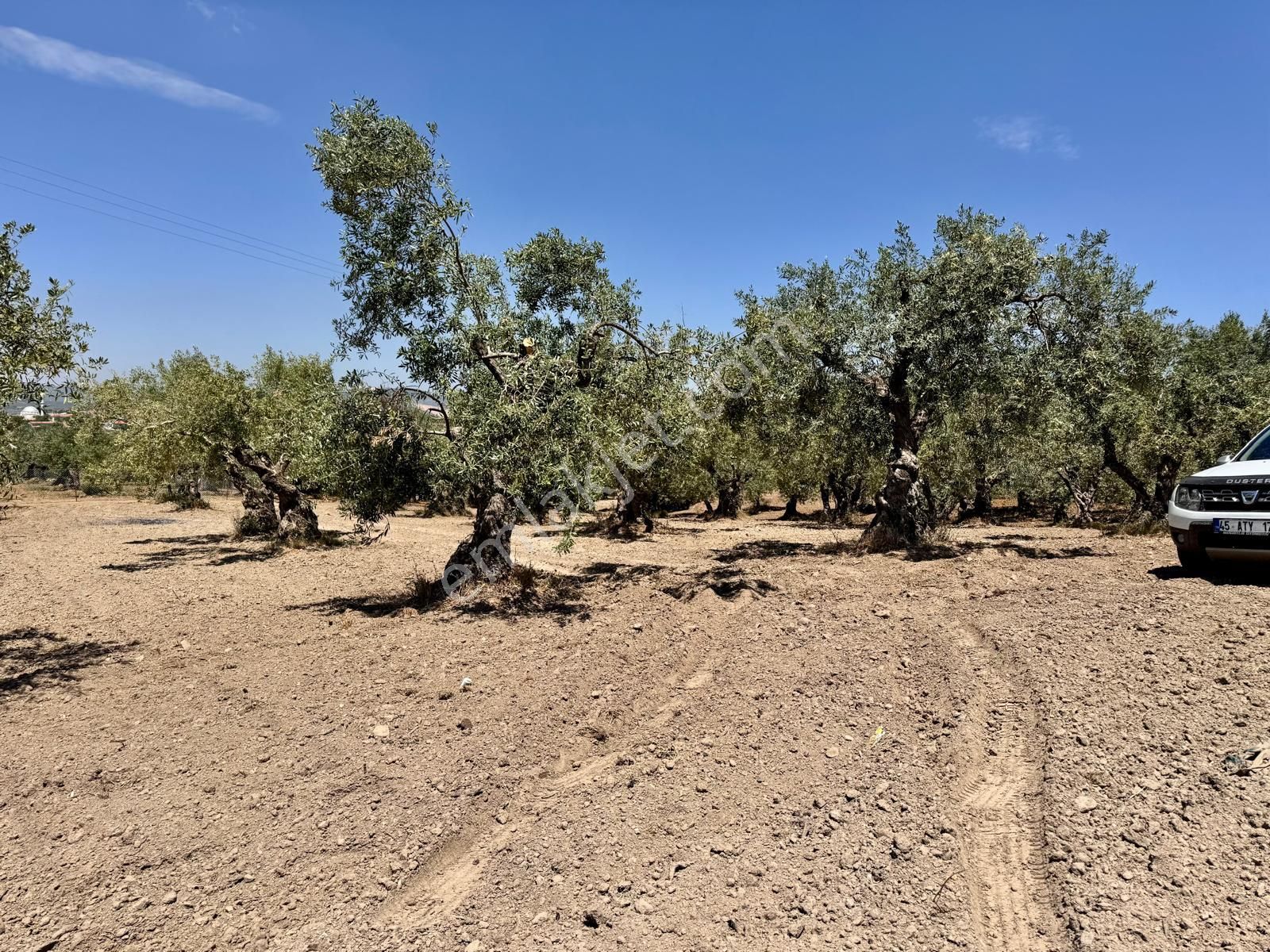 Hacımusa Da 687 M2 Zeytinlik , Önü Park - Görsel 8