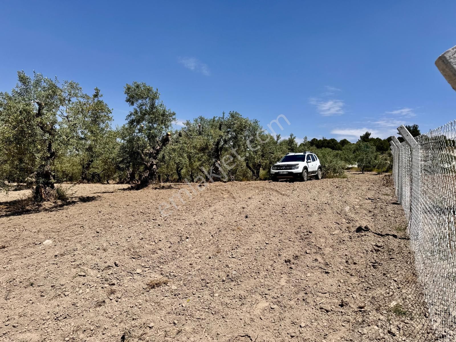 Hacımusa Da 687 M2 Zeytinlik , Önü Park - Görsel 5