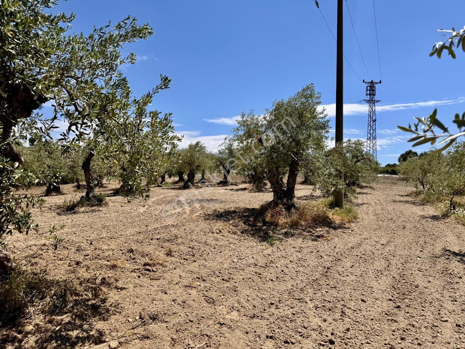 Hacımusa Da 687 M2 Zeytinlik , Önü Park - Görsel 14